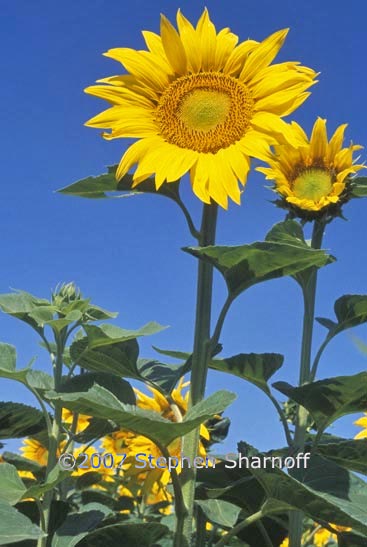 helianthus annus 1 graphic